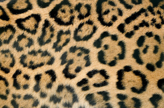 Leopard skin close-up. Brown black spotted fur. Background. 
