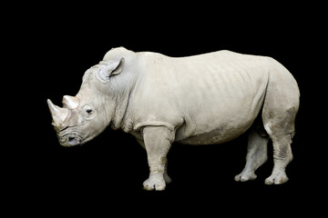 Gray rhinoceros against a black background. Animal shot from the side. Rhinocerotidae.

