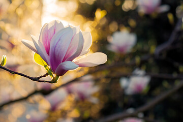 closeup of magnolia flower in full bloom. backlit evening scenery of a park in springtime