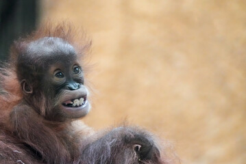 Portrait of a young orangutan baby. Sweet monkey.  © Elly Miller