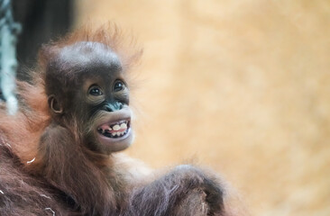 Portrait of a young orangutan baby. Sweet monkey.  © Elly Miller
