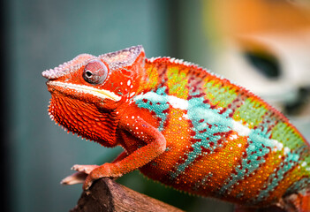 Side portrait of a panther chameleon with colorful skin coloring. Furcifer pardalis. Reptile close-up.
 - obrazy, fototapety, plakaty