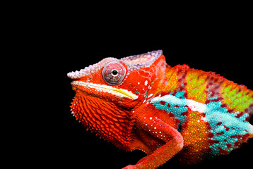 Side portrait of a panther chameleon with colorful skin coloring. Furcifer pardalis. Reptile...