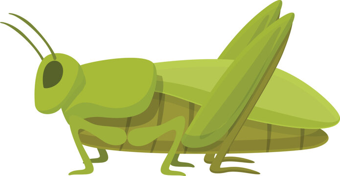 Life grasshopper icon cartoon vector. Mascot art. Migratory life bug