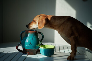 Cute funny dog at table in kitchen, dachshund looking for food, funny kawai puppy. diet, stylish...