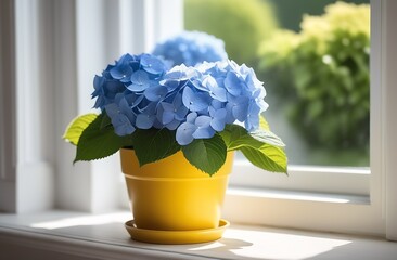 Flowers on the windowsill. comfort. A beautiful Blue Hydrangea in a yellow pot stands on the windowsill, on the window. Sunny day, rays of the sun, sun glare