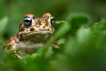 A natterjack toad peers through lush greenery, its eyes glistening and skin detailed in a natural setting