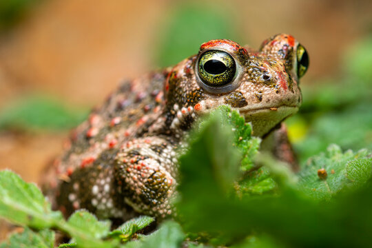 Close-up of a natterjack toad among green foliage, showcasing its distinctive eye pattern and textured skin