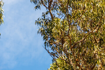 Flora en las Islas Cíes, Galicia.