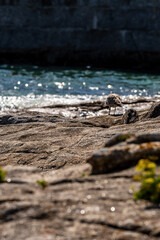 Gaviota en las Islas Cíes, Galicia.