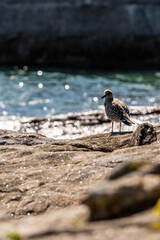 Gaviota en las Islas Cíes, Galicia.