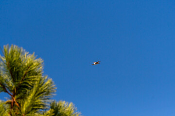 Gaviota en las Islas Cíes, Galicia.