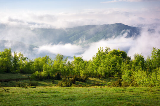 alpine green meadows of carpathian countryside in spring. mountainous landscape of ukraine with rolling hills and deep valley on a foggy morning. warm sunny weather with clouds on the sky