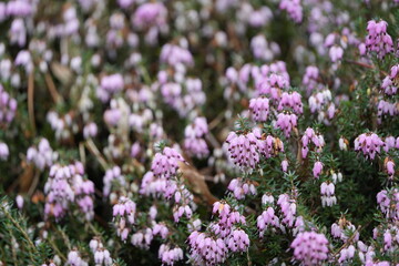 Fototapeta premium heath (heide) in waalre, south of the netherlands