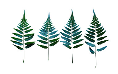 A collection of vibrant green leaves arranged in a group. Isolated on a Transparent Background PNG.