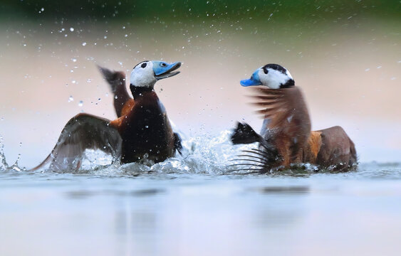 Two white-headed ducks engaging in a splashy display of courtship behavior in a wetland habitat