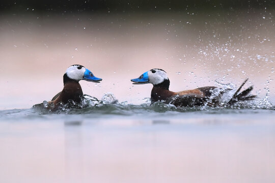 Two white-headed ducks in animated interaction on the water, splashing against a soft-focus background