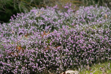 heath (heide) in waalre, south of the netherlands