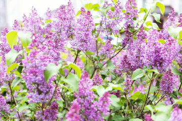Blossom lilac flowers in spring in garden. branch of Blossoming purple lilacs in spring. Blooming lilac bush. Blossoming purple and violet lilac flowers. Spring season, nature background. aroma,	
