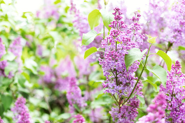 Blossom lilac flowers in spring in garden. branch of Blossoming purple lilacs in spring. Blooming lilac bush. Blossoming purple and violet lilac flowers. Spring season, nature background. aroma,	
