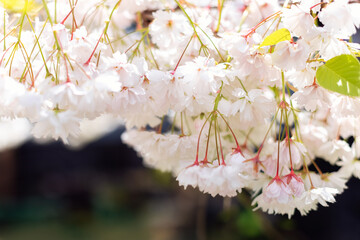 Spring cherry blossom in full bloom. Close-up macro shot of white Sakura flowers on a branch in...