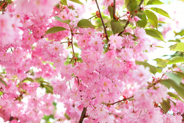 Spring cherry blossom in full bloom. Close-up macro shot of pink Sakura flowers on a branch in japan. Peach bloom. Background of spring white blossoms tree in nature outdoors. Selective focus.	