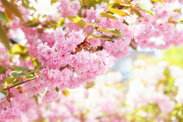 Spring cherry blossom in full bloom. Close-up macro shot of pink Sakura flowers on a branch in...