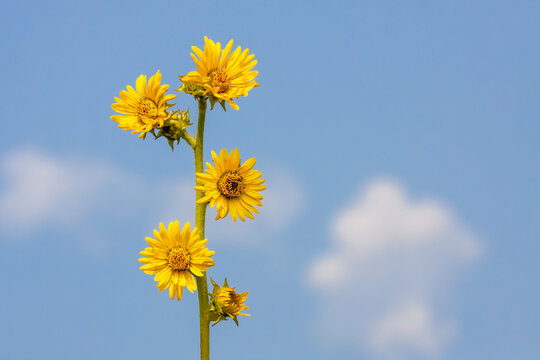 The Yellow Daisies of a Compass Plant Reach into the Blue Sky