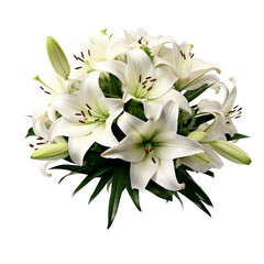 Obraz premium Beautiful lily flowers isolated on white