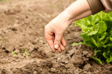 Woman working on the field or garden. Female hand put seedling close up. Close-up of a woman's hand planting a seedling in the field or garden, demonstrating hands-on agricultural work