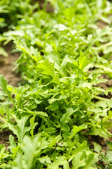 Rocket plantation closeup top view. Italian arugula green leaves harvest in garden. Vertical close up backdrop