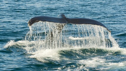 Whale watching Ísafjörður, Iceland (sequence 03) © Massimiliano