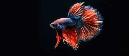 Fototapeta premium A red and blue Siamese fish with spread tail feathers stands out against a black background.