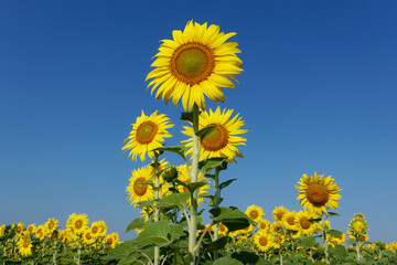 Sunflower fields blossom in Lopburi province, Thailand