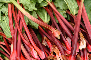 Fresh Rhubarb on local country farmers Asian market. Seasonal harvest. Close up. Sale. Organic vegan food.