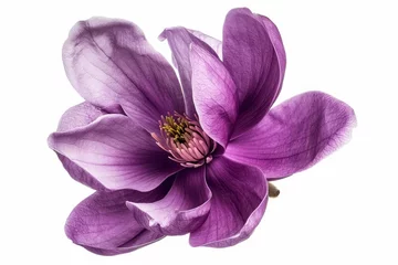 Fototapeten Detailed clipping path of a purple magnolia flower, Magnolia felix, isolated on white © Zaleman