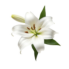 Beautiful lily flower isolated on white