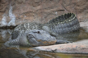 cocodrilo en un lago