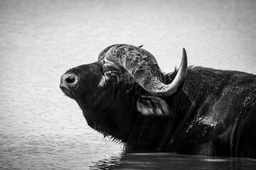 The African buffalo or Cape buffalo, Syncerus caffer, is a large sub-Saharan African bovine.
