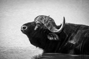 Crédence de cuisine en verre imprimé Parc national du Cap Le Grand, Australie occidentale The African buffalo or Cape buffalo, Syncerus caffer, is a large sub-Saharan African bovine.