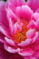 Fototapeta premium Macro Shot of Dew Pink Peony in Full Bloom