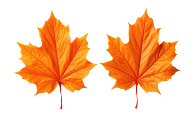 Two bright orange maple leaves stand out. Isolated on a Transparent Background PNG.