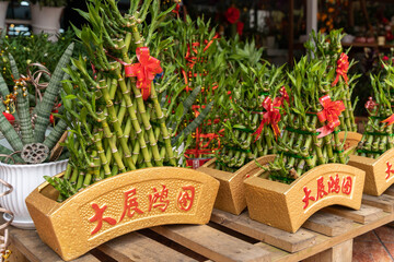 Lucky bamboo selling at the flower shop during Chinese New Year.(English translation for Chinese words is Ride on the crest of success)