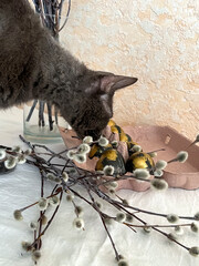 A dark gray cat is sniffing Easter eggs, which are lying on the table next to a bouquet of willow. Preparation for the bright Easter holiday