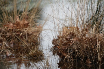 meertjesven waalre in autumn and winter, close up of water and reeds - high groundwater levels