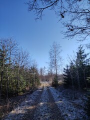 Weg führt durch Winterwald mit etwas Schnee und Himmelblau - 740001983