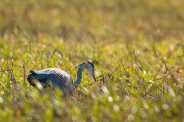 Grauhreiher bei der Futtersuche in seinem Habitat
