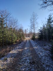 Weg führt durch Winterwald mit etwas Schnee und Himmelblau - 740002302