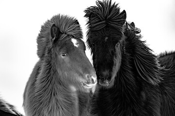 Icelandic ponies in a winterlandscape in Iceland.