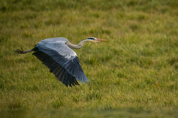 Aufnahme eines Graureihers im Anflug über eine Wiese.